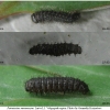 par mnemosyne larva1 volg